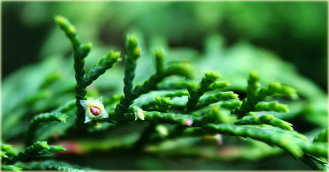 Mikrobiota syberyjska Microbiota decussata