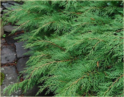 Mikrobiota syberyjska Microbiota decussata