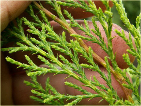 Mikrobiota syberyjska Microbiota decussata