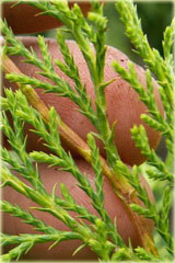 Mikrobiota syberyjska Microbiota decussata