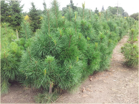 Sosna armanda Pinus armandii