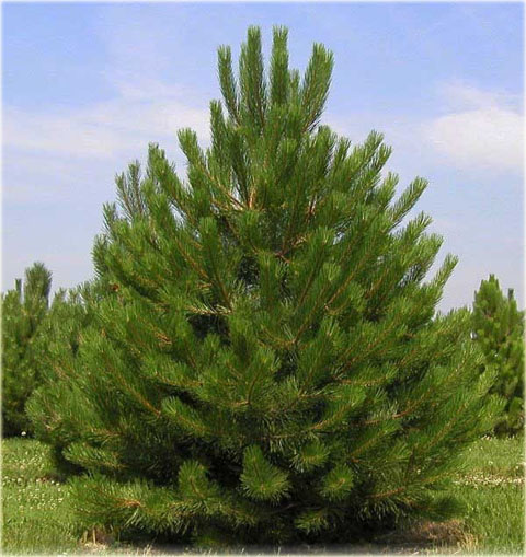 Sosna czarna Pinus nigra