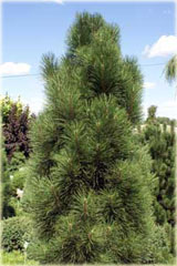 Sosna czarna Pinus nigra