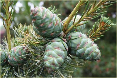 Sosna drobnokwiatowa Glauca Pinus parviflora Glauca
