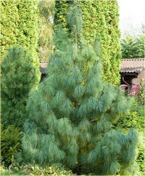Sosna himalajska Pinus wallichiana