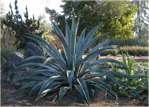 Agawa Agave