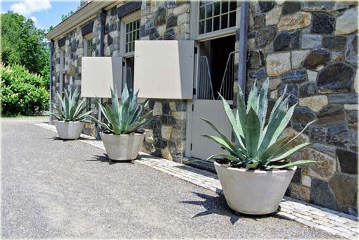 Agawa Agave