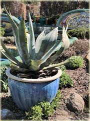 Agawa Agave