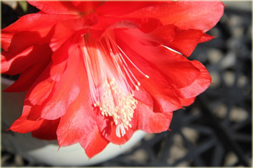 Kaktus Epifyllum ackermannii Disocactus ackermannii 