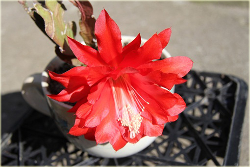 Kaktus Epifyllum ackermannii Disocactus ackermannii 