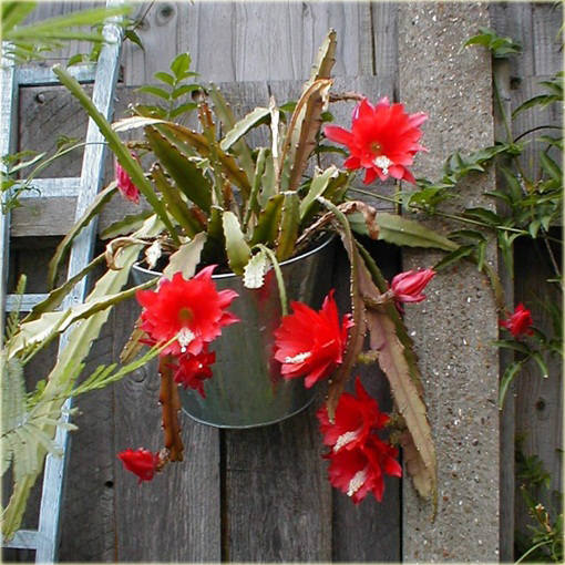 Kaktus Epifyllum ackermannii Disocactus ackermannii 