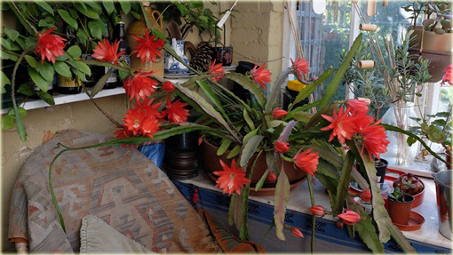 Kaktus Epifyllum ackermannii Disocactus ackermannii 