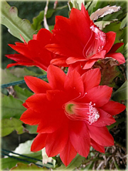 Kaktus Epifyllum ackermannii Disocactus ackermannii 