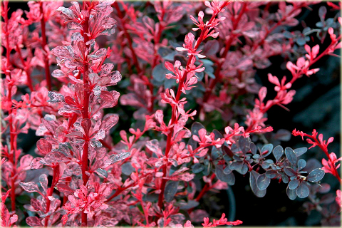 Berberys Thunberga Rose Glow Berberis thunbergii Rose Glow