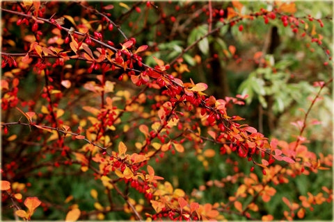 Berberys Thunberga Rose Glow Berberis thunbergii Rose Glow