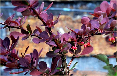 Berberys Thunberga Rose Glow Berberis thunbergii Rose Glow