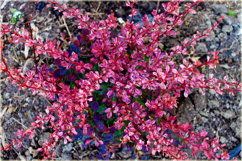 Berberys Thunberga Rose Glow Berberis thunbergii Rose Glow
