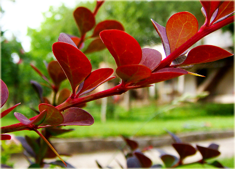 Berberys Thunberga Rose Glow Berberis thunbergii Rose Glow