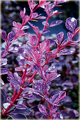 Berberys Thunberga Rose Glow Berberis thunbergii Rose Glow
