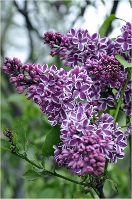 Bez Lilak dwubarwny Sensation Syringa Sensation