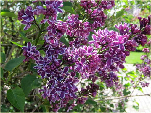 Bez Lilak dwubarwny Sensation Syringa Sensation