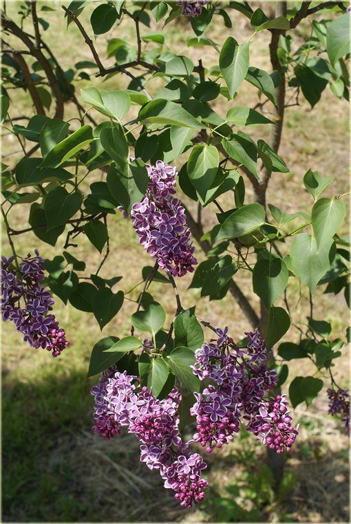 Bez Lilak dwubarwny Sensation Syringa Sensation