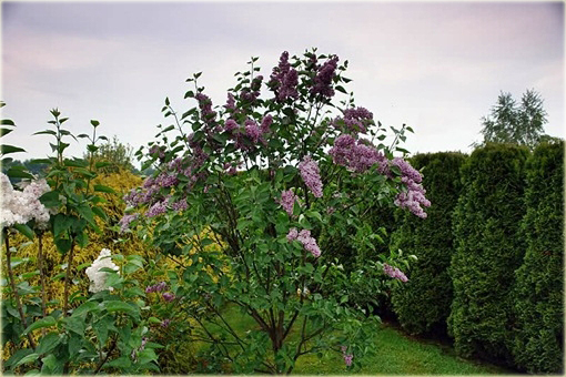 Bez Lilak dwubarwny Sensation Syringa Sensation