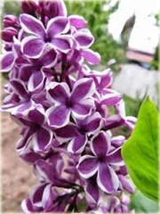 Bez Lilak dwubarwny Sensation Syringa Sensation