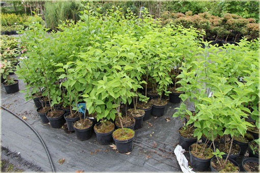 Bez Lilak Moskiewska Piękność Syringa Krasawica Moskwy