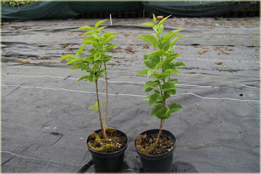 Bez Lilak Moskiewska Piękność Syringa Krasawica Moskwy