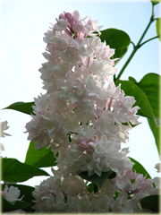 Bez Lilak Moskiewska Piękność Syringa Krasawica Moskwy