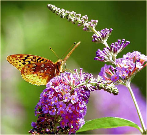 Budleja Dawida Fascinating Buddleja davidii Fascinating