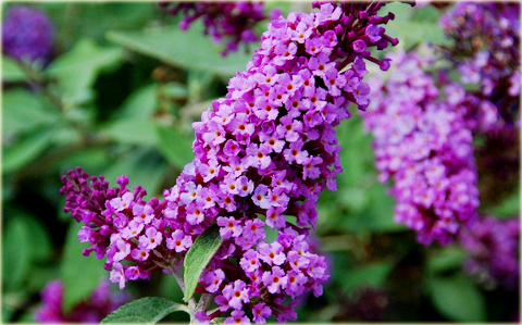 Budleja Dawida Fascinating Buddleja davidii Fascinating