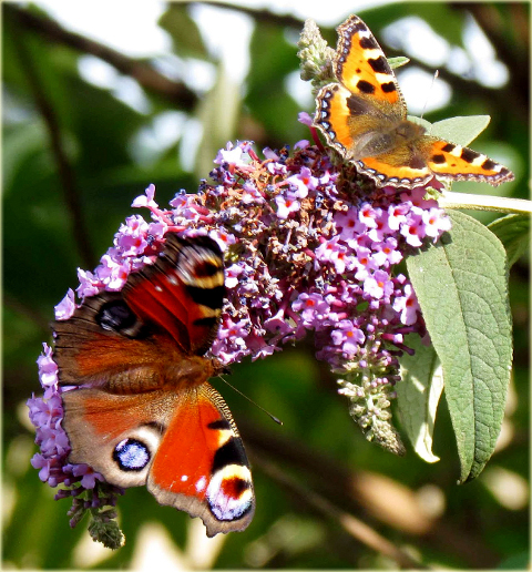 Budleja Dawida Fascinating Buddleja davidii Fascinating