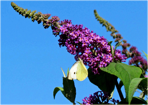 Budleja Dawida Fascinating Buddleja davidii Fascinating