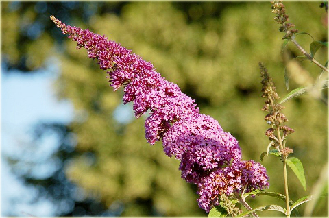 Budleja Dawida Fascinating Buddleja davidii Fascinating