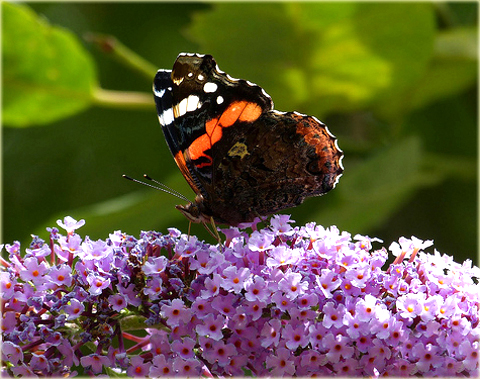 Budleja Dawida Fascinating Buddleja davidii Fascinating