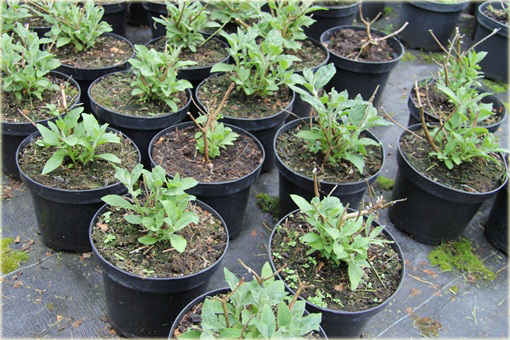 Budleja Dawida Purple Prince Buddleja davidii