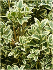 Bukszpan wieczniezielony Aureovariegata Buxus sempervirens