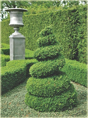 Bukszpan wieczniezielony Buxus sempervirens