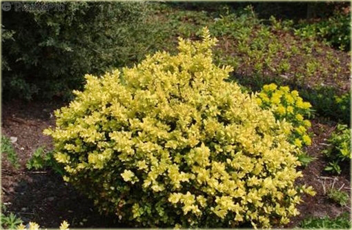 Bukszpan wieczniezielony Latifolia Maculata Buxus sempervirens