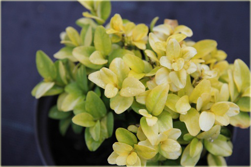 Bukszpan wieczniezielony Latifolia Maculata Buxus sempervirens