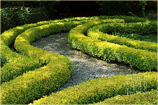 Bukszpan wieczniezielony Latifolia Maculata Buxus sempervirens