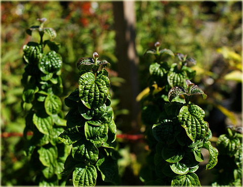 Dereń biały Hessei Cornus alba Hessei