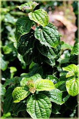 Dereń biały Hessei Cornus alba Hessei