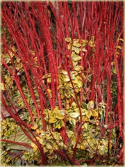 Dereń biały Spaethii Cornus alba Spaethii