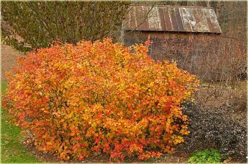 Fotergilla Fothergilla