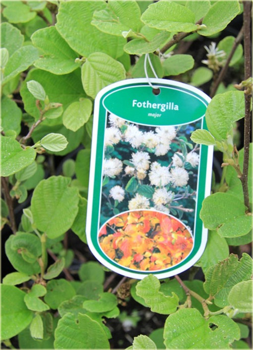 Fotergilla Fothergilla