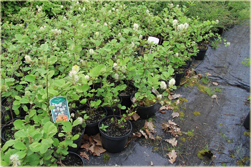 Fotergilla Fothergilla