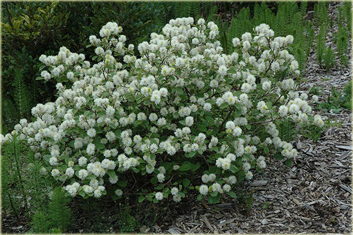 Fotergilla Fothergilla